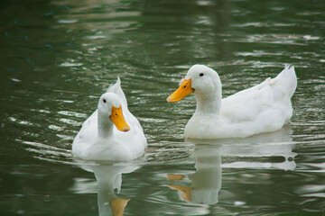 two ducks