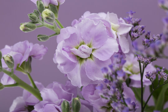 The beautiful stock flower with sealavender on purple background.