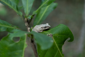 frog on a leaf