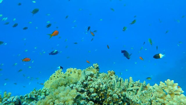Colorful tropical fish swims near beautiful coral reef on blue water background in sunlight. Arabian Chromis (Chromis flavaxilla) and Lyretail Anthias or Sea Goldie (Pseudanthias squamipinnis)