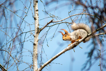 gray squirrel with an orange head on a tree