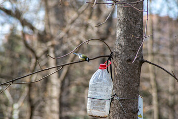 yellow-black titmouse on tree branches