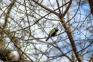 yellow-black titmouse on tree branches