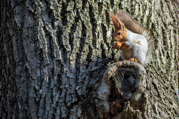 gray squirrel with an orange head on a tree