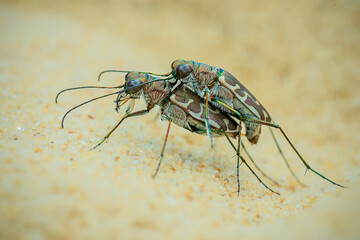 Tiger beetle on sand