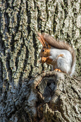 gray squirrel with an orange head on a tree