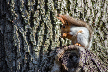 gray squirrel with an orange head on a tree