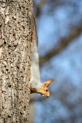 gray squirrel with an orange head on a tree
