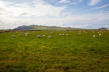 Sheep grazing in Dingle Peninsula Ireland