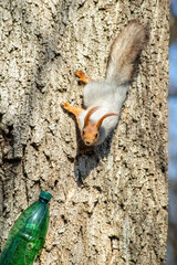 gray squirrel with an orange head on a tree