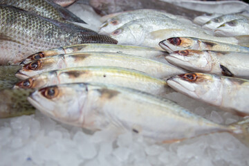 fresh Mackerel  fish on the market