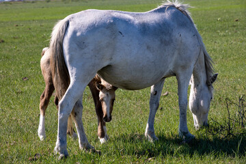 Obraz na płótnie Canvas horse and foal walking in nature