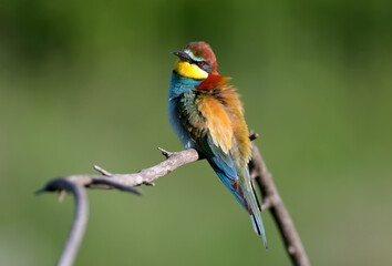 Fresh spring bee-eaters, shot in soft morning light, sit on a thin branch against a blurred background. Mating plumage