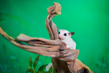 Obraz premium Sugar glider on a branch
