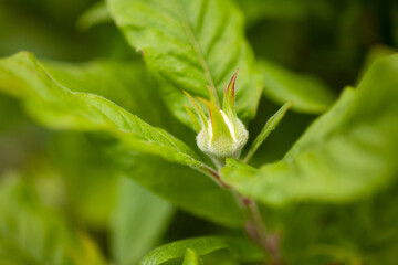 Medlar flower of fruit tree in late spring