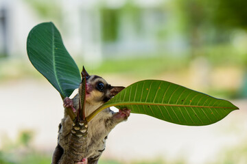 Sugar glider on a branch