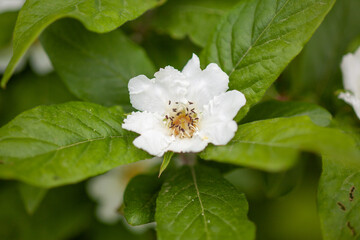 Medlar flower of fruit tree in late spring