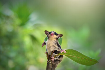 Sugar glider  on a branch