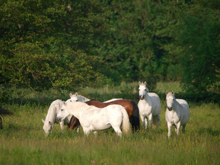 Fototapeta na wymiar Herd of Ponies