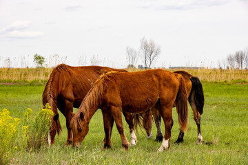 horses and foals walk in nature