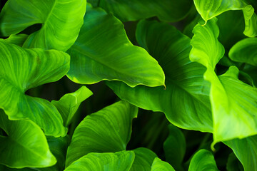 (Selective, soft focus) Close-up view of some Arum-lily leaves forming a green natural background. Zantedeschia aethiopica, commonly known as calla lily, is a species in the family Araceae.