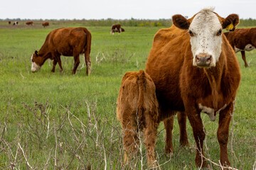 cow and calf walking in nature