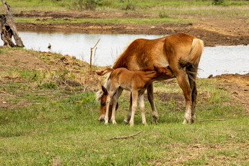 horses and foals walk in nature