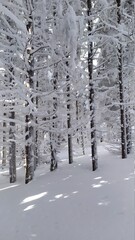 snow covered road