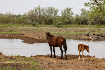 horses and foals in nature