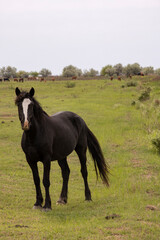 horses and foals in nature