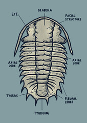 Vector fossil pattern designs for kids.