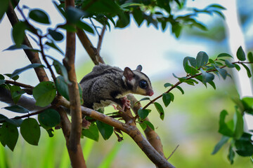 Sugar glider on a branch