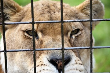 Angry lion glaring through bars