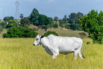 Nelore cow in the middle of the pasture