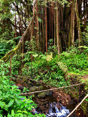 Breathtaking nature landscape scenery inside tropical lush rainforest or jungle with tall trees,...