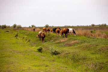 horses and foals in nature