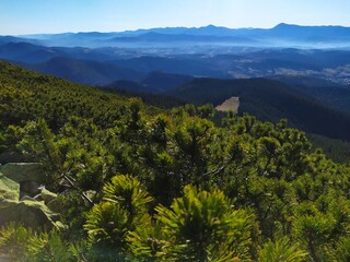 landscape with trees