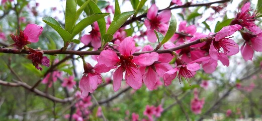 pink flowers in the forest