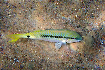 Coral fish with common name Forsskal goatfish, scientific name is Parupeneus forskali, it inhabits shallow water near coral reefs. Selective focus on fish, Red Sea, Middle East                        
