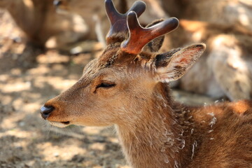 奈良公園　奈良　日本