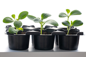 Seedling pumpkin in cassettes on a white background. Agriculture. Bright, juicy zucchini sprouts.