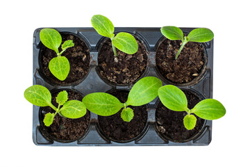 Seedling pumpkin in cassettes on a white background. Agriculture. view from above. Bright, juicy zucchini sprouts.