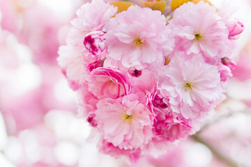 Close-up of pink cherry blossoms on a tree