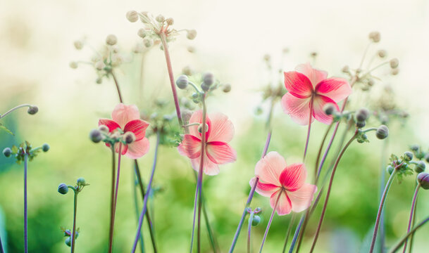 Gently pink flowers of anemones outdoors in summer spring close-up on light green background with soft selective focus. Delicate dreamy image of beauty of nature.