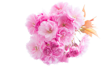 Fototapeta premium Close-up of pink cherry blossoms on a tree
