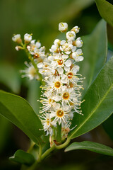 Macro shot of a blossom of the cherry laurel Laurocerasus