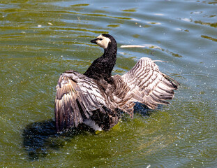 Emperor goose stretches its wings in the water.