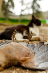 Cat lies next to the killed bird. Cat caught and buried a large bird