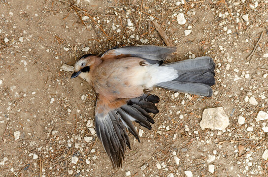 Dead bird on the ground. poaching and pollution