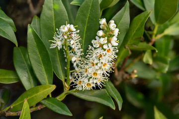 Macro shot of a blossom of the cherry laurel Laurocerasus